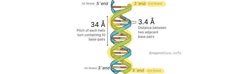 Illustration of a DNA double helix showing its size.