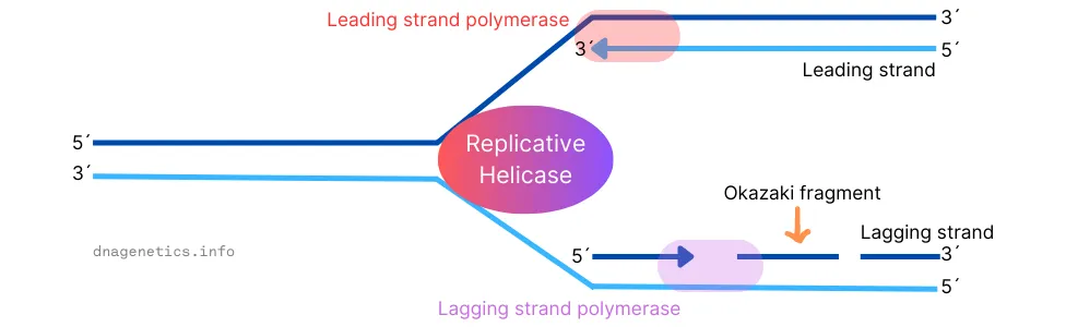 डीएनए प्रतिकृतिकरण में प्रमुख चरणों को दर्शाता चित्रण।