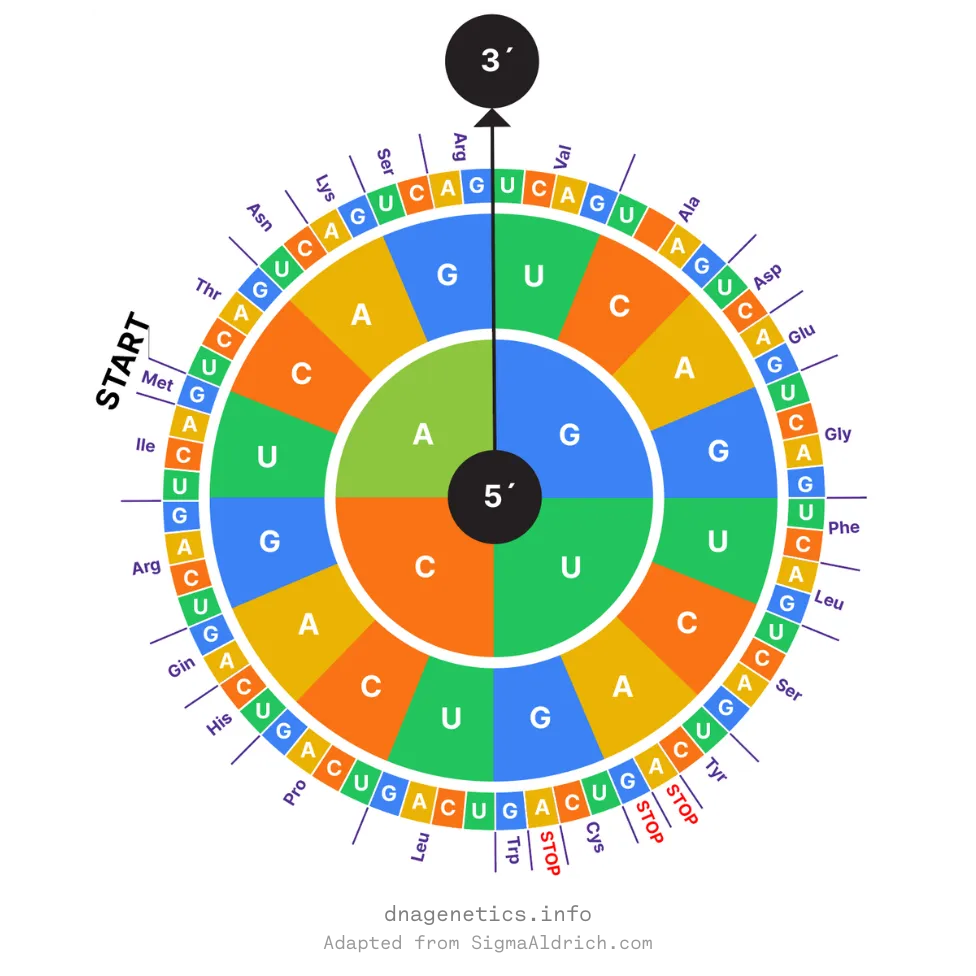 आनुवंशिक कोड को एक पहिये के रूप में दर्शाया गया है, जिससे 20 अमीनो एसिड और स्टॉप कोडॉन के लिए कोडिंग करने वाले सभी 64 कोडॉन को आसानी से देखा जा सकता है।