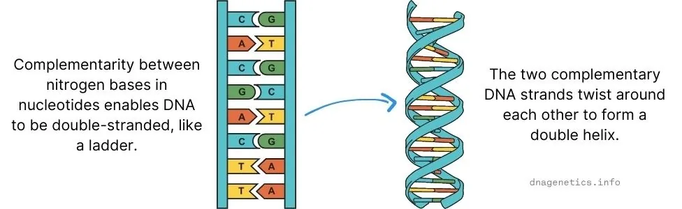 Illustration of the structure of DNA showing the double helix.