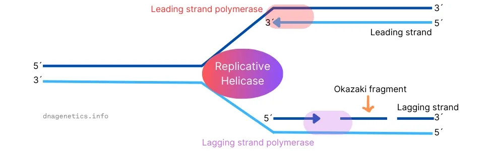 Illustration depicting the key steps in DNA replication.