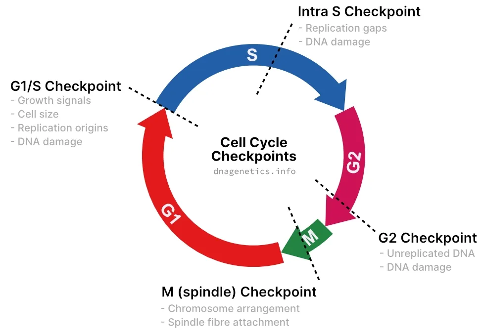 Diagram depicting the checkpoints in a cell cycle with a brief description of what each checkpoint monitors.