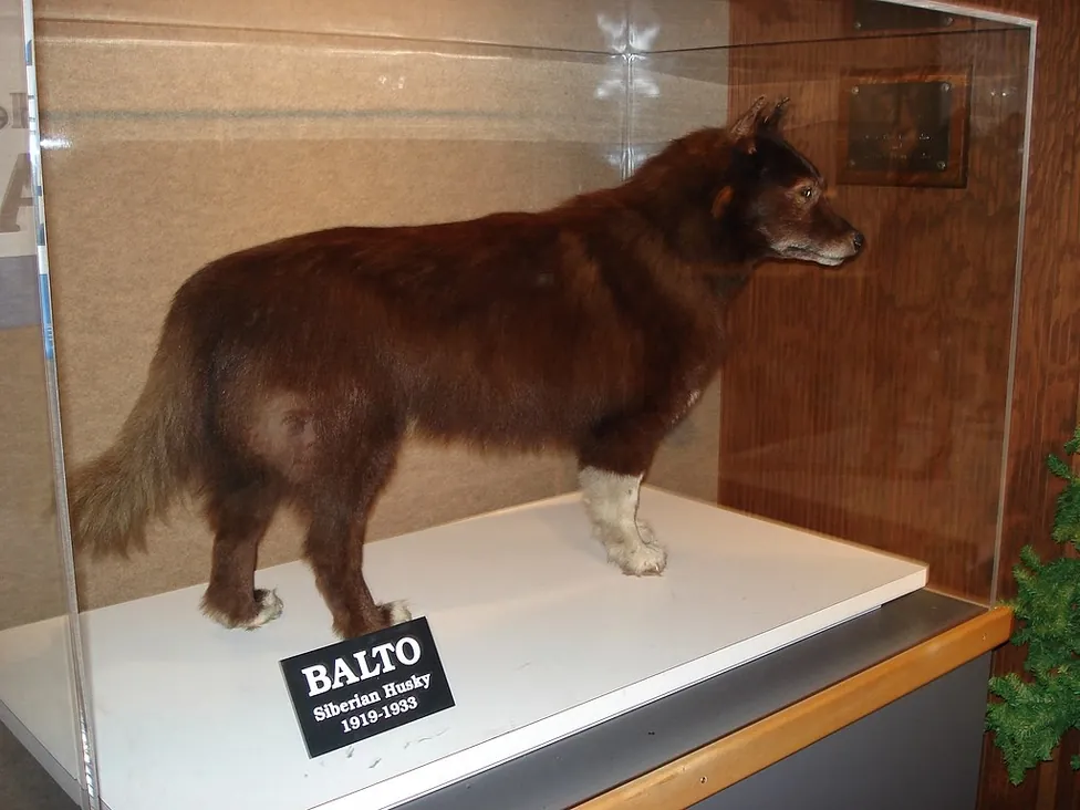 Photograph of Balto's remains at the Cleveland Museum of Natural History