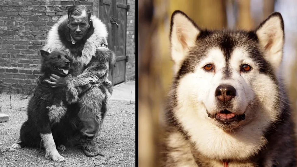 Photos of the famous sled dog Balto with his handler Gunnar Kaasen and a modern day Husky.