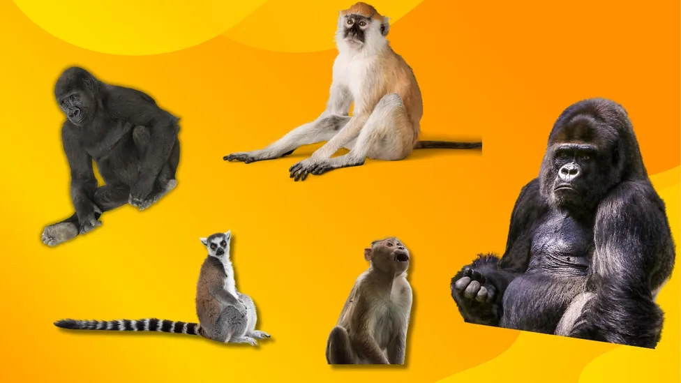 Depiction of primates.